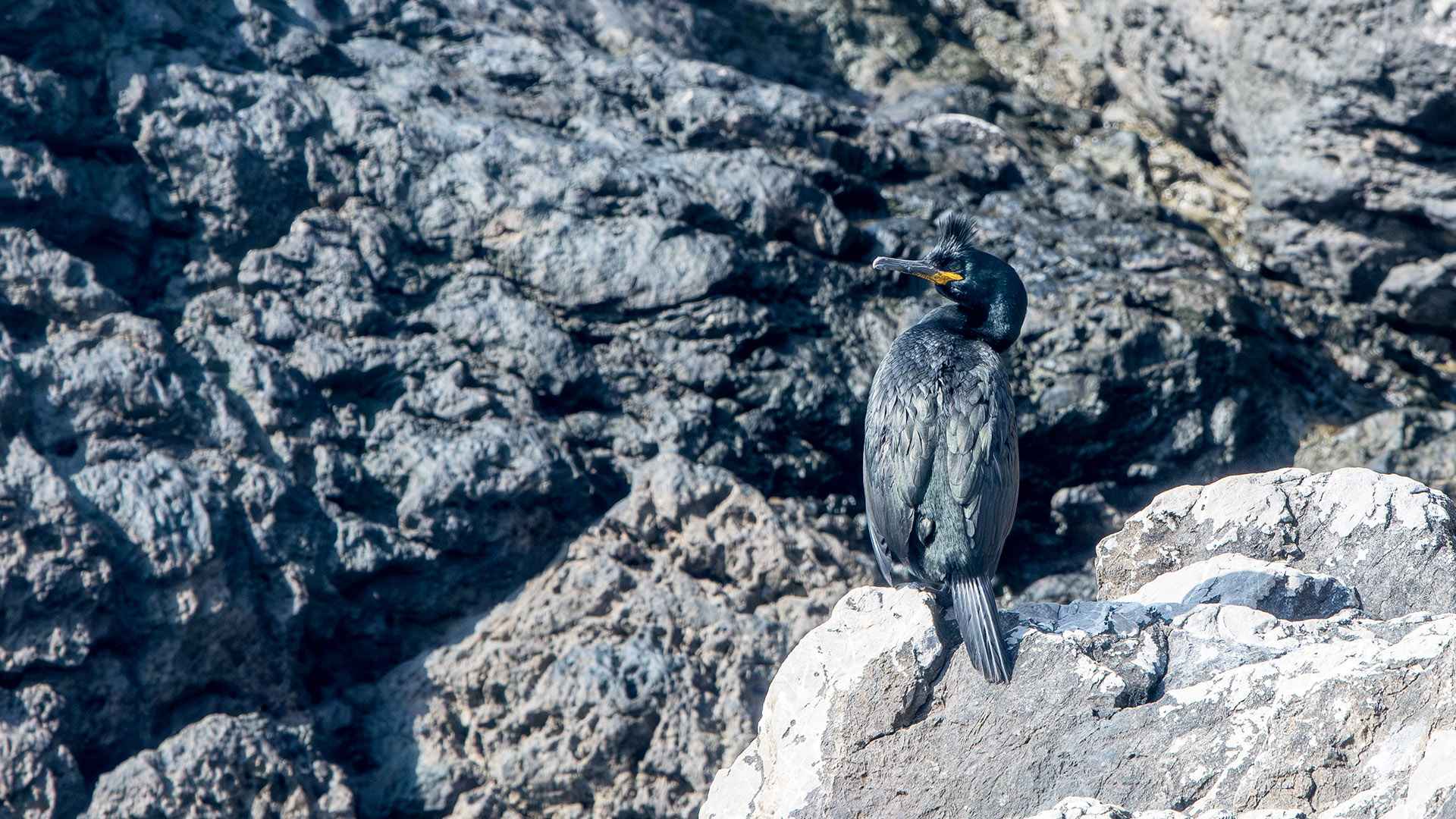 European Shag